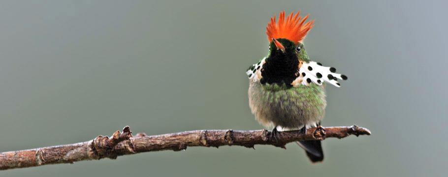 Carajas National Forest - Dot-eared Coquette