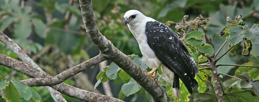 Carajas National Forest - White Hawk