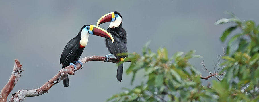 Manaus Vicinity and Presidente Figueiredo - White-throated Toucan