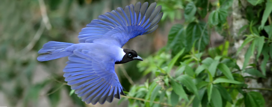 Roraima State - Violaceous Jay